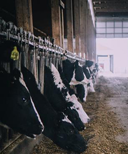 Fabriquer à la ferme